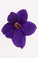 VIOLET BLOSSOM EDP 90 ML (3.04 FL. OZ)