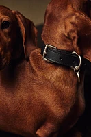 PLAIN PET COLLAR