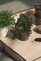 COTTON GARDEN PLANT MAT