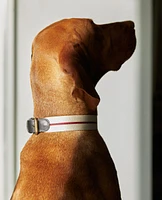 STRIPED PET COLLAR