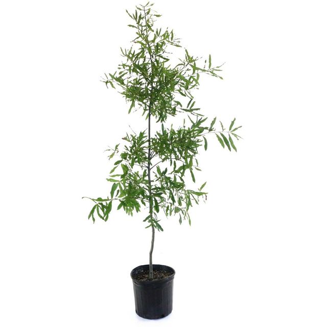 2.25gal Willow Oak Tree - National Plant Network: Full Sun, Fast-Growing, Wildlife Friendly