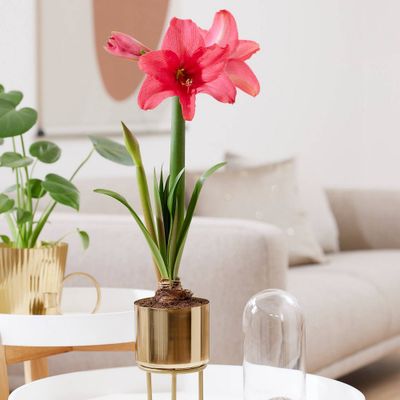 Amaryllis Pink Flush Preplanted Bulb with Brass Finish Iron Planter and Stand - Van Zyverden