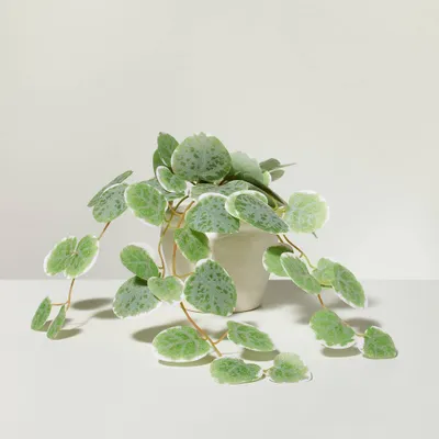 7.5 Mini Faux Variegated String of Hearts Plant - Hearth & Hand with Magnolia