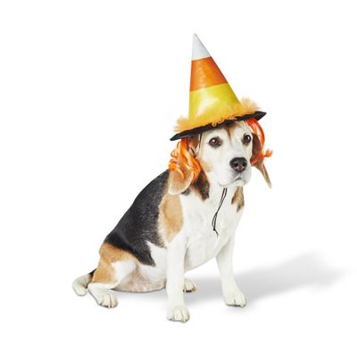 Halloween Candy Corn Witch Hat Dog and Cat Costume -  - Hyde & EEK! Boutique