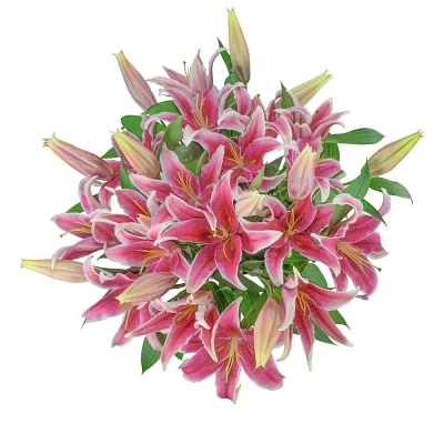 Fresh Cut Oriental Lily Flowers