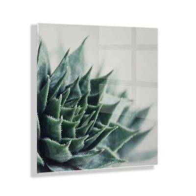 23 x 23 Radical Succulent by Emiko and Mark Franzen of F2 Images Floating Acrylic Unframed Wall Decor - Kate & Laurel All Things Decor