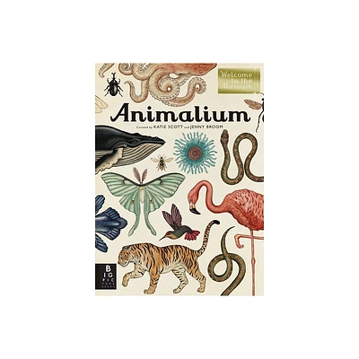 Animalium - (Welcome to the Museum) by Jenny Broom (Hardcover)