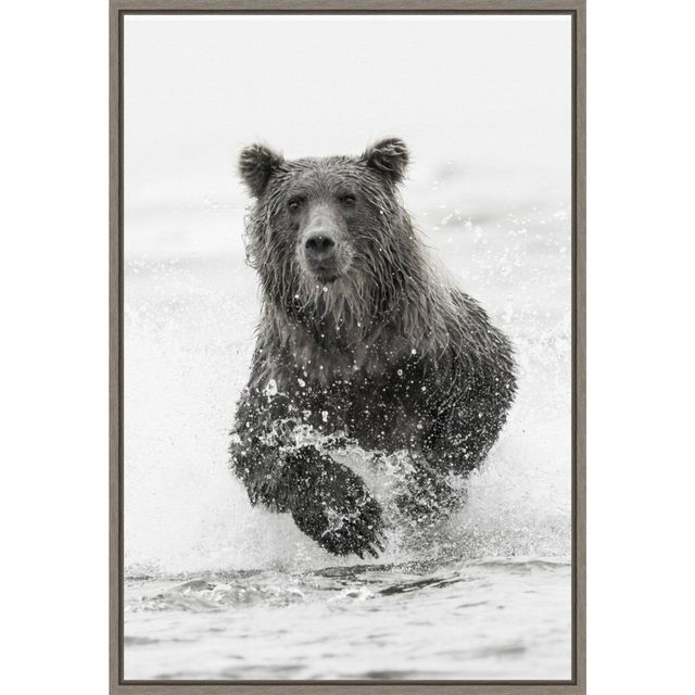 16 x 23 Bear Fishing for Salmon by Adam Jones Danita Delimont Framed Canvas Wall Art Brown - Amanti Art: Modern Style, Polystyrene Frame