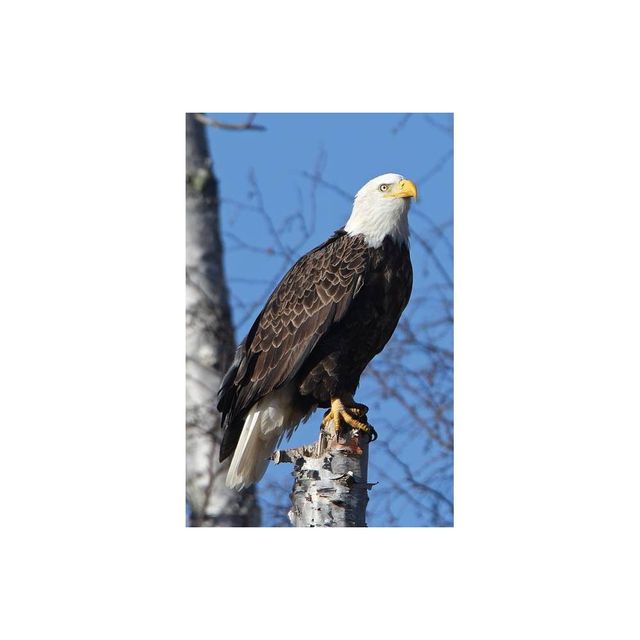 Eagle Perched Blank Journal - (Nodin Press Blank Journals) (Hardcover)