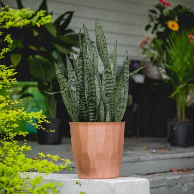 National Plant Network Live Indoor 6 Black Coral Snake Plant