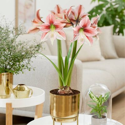 Amaryllis Glee Preplanted Bulb with Brass Finish Iron Planter and Stand - Van Zyverden