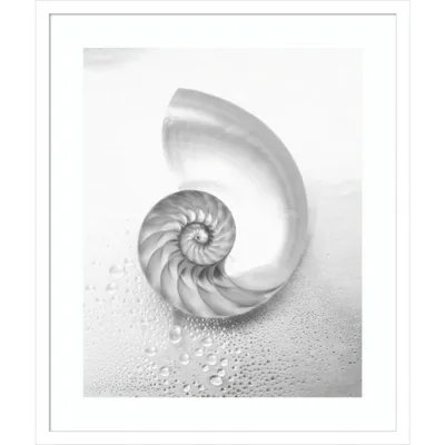 Amanti Art 21 x 25 Pearl Nautilus Shell Cut in Half Showing Chambers by Design Pics Danita Delimont Wood Framed Wall Art Print