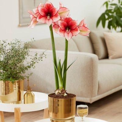 Amaryllis Stardust Red Preplanted Bulb with Brass Finish Iron Planter and Stand - Van Zyverden