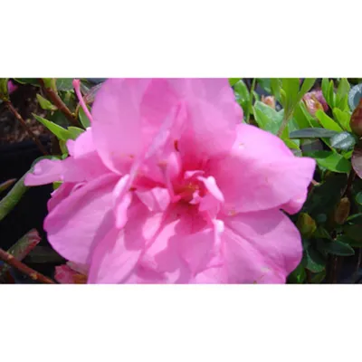 2.5qt Rosebud Azalea Plant with Pink Blooms - National Plant Network: Perennial Live Shrub for Partial Shade