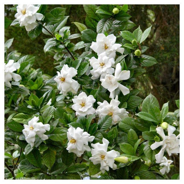 Gardenia Frostproof 1pc - National Plant Network U.S.D.A Hardiness Zone 7-11: Cold Hardy, Evergreen Shrub, Intoxicating Fragrance