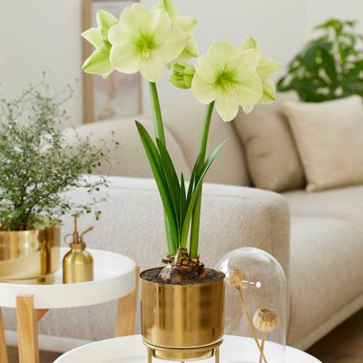 Amaryllis Fantasy Yellow Preplanted Bulb with Brass Finish Iron Plant and Stand - Van Zyverden