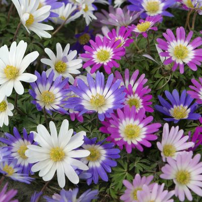 Wind Flowers Anemone Blanda Mixed Set of 25 Bulbs - Van Zyverden