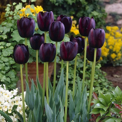 Van Zyverden 5ct Bulbs Tulips Queen of Night