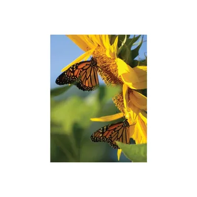 Butterfly Sunflower Blank Journal - (Nodin Press Blank Journals) (Hardcover)