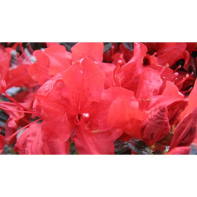 2.5qt Trouper Azalea Plant with Pink Blooms - National Plant Network: Perennial Shrub for Garden Beds & Containers