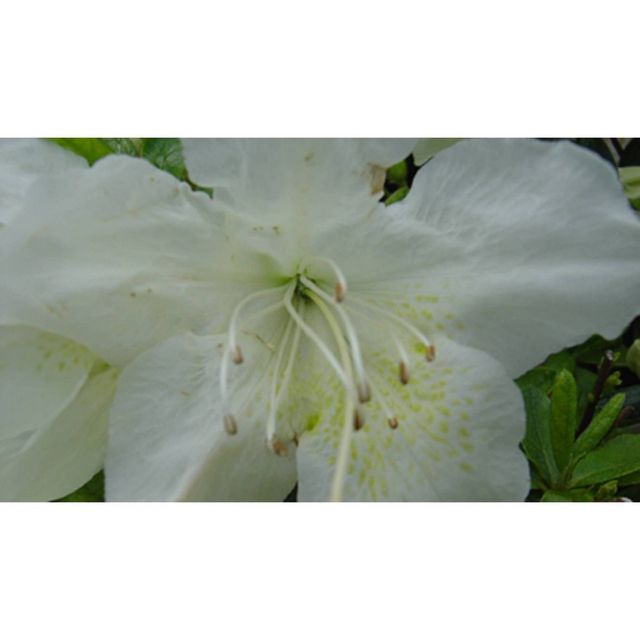 2.25gal Pleasant White Azalea Plant with White Blooms - National Plant Network: Perennial Shrub for Partial Shade