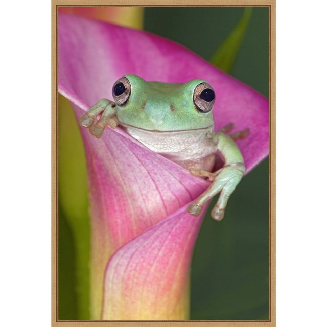 16 x 23 Australian Tree Frog in Flower by Adam Jones Danita Delimont Framed Canvas Wall Art - Amanti Art