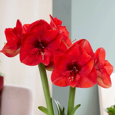 Van Zyverden Amaryllis Bulb Kit Sweet Valentine with Artisan Decorative Planter