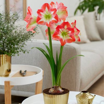 Amaryllis Pink Kit Minerva with Fluted Iron Faux Brass Planter - Van Zyverden