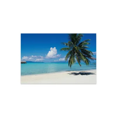 24 x 32 Palm Tree on The Beach Bora Bora Tahiti Print on Acrylic Glass by Panoramic Images - iCanvas: Modern Wall Sign Panel