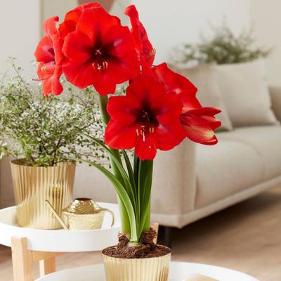 Amaryllis Kit Red Lion with Iron Brass Fluted Planter - Van Zyverden