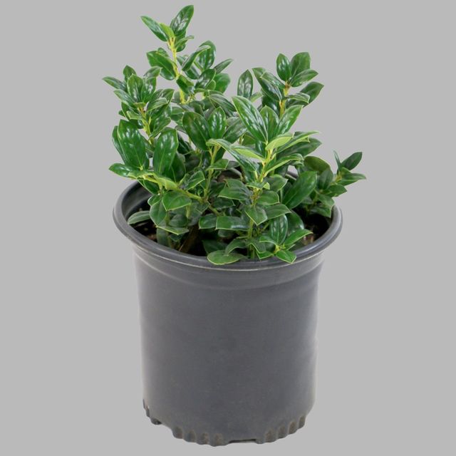 1pc Holly Dwarf Burford - National Plant Network: Live Houseplants for Partial Shade, 10 Nursery Pot