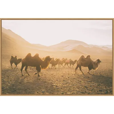 33 x 23 Camels on The Move by Aledanda: Desert Scene Wall Decor - Amanti Art