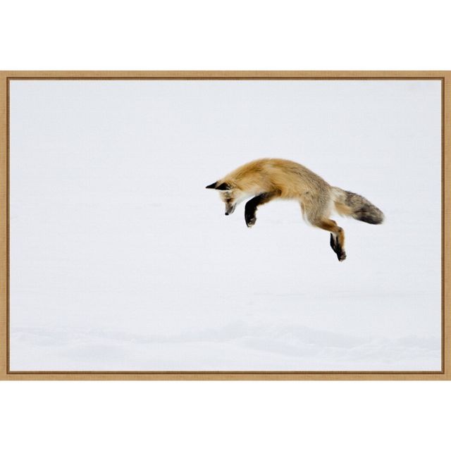 Amanti Art 23 x 16 Red Fox in Snow by Deborah Winchester Danita Delimont Framed Canvas Wall Art : Yellowstone Wildlife Scene