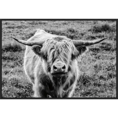 33 x 23 Highland Cow Staring Contest by Nathan Larson: Amanti Art Canvas Wall Decor