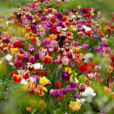 Tulips Economy Medley Of Varieties Set of 100 Bulbs - Van Zyverden