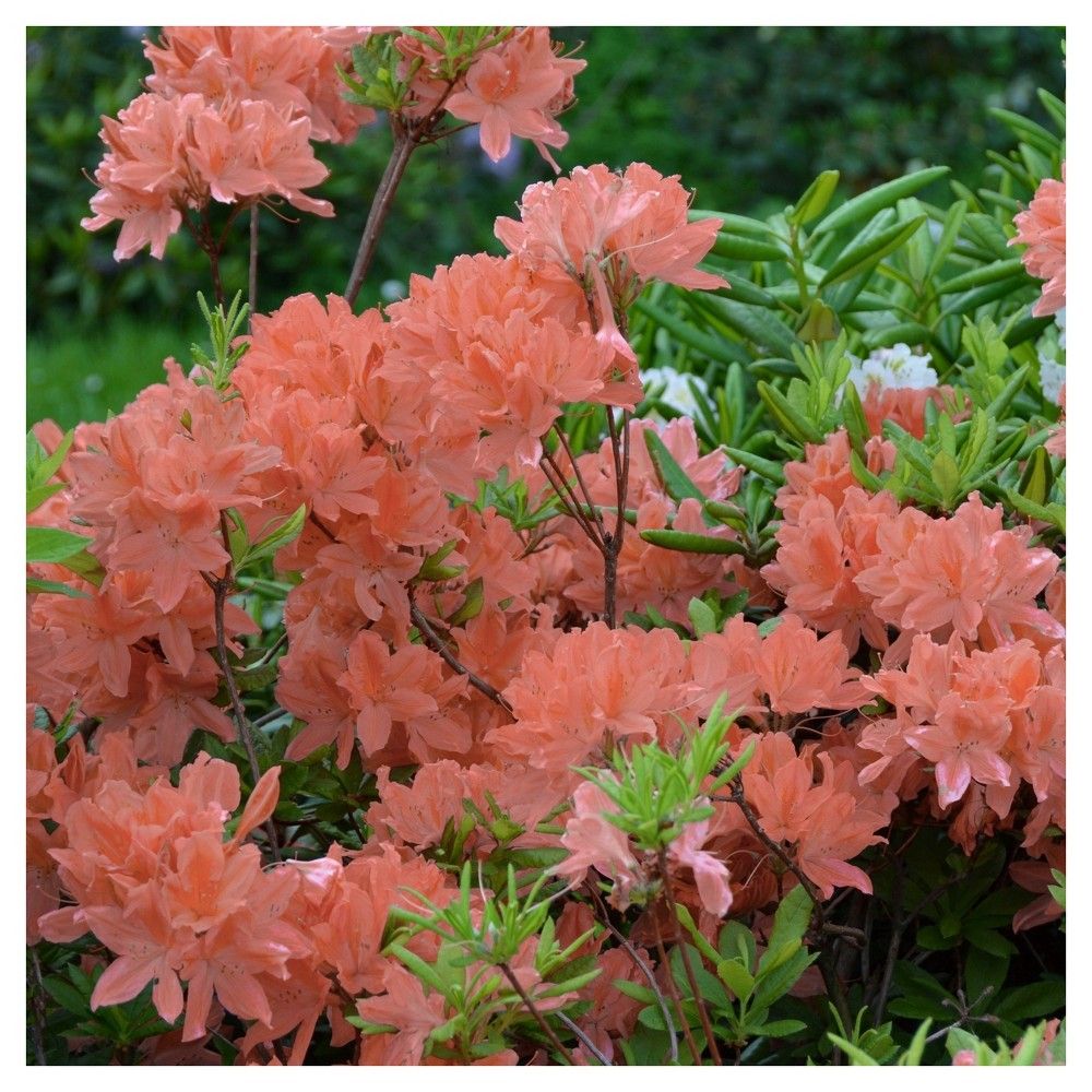 2.25 Gal. Pink Ruffles Azalea Plant with Pink Blooms