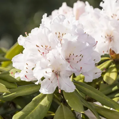 1gal Encore Lily Azalea Plant with White Blooms - National Plant Network: Attracts Butterflies, Hummingbirds, Drought Tolerant