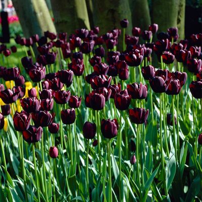 Van Zyverden 25ct Bulbs Tulips Queen of Night