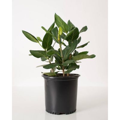 Ficus Audrey - National Plant Network: Indoor Greenery, 10 Nursery Pot, Partial Shade