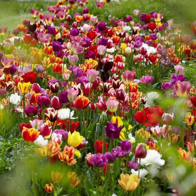 Van Zyverden 7ct Bulbs Tulips Medley of Varieties