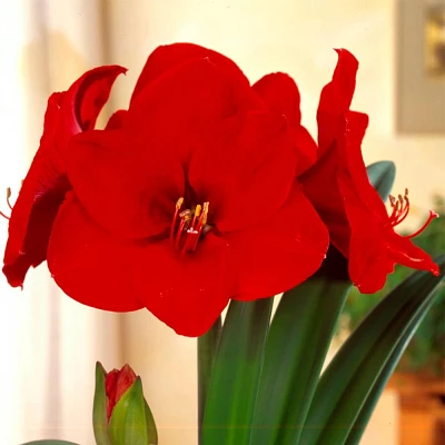 Van Zyverden Amaryllis Bulb Sweet Valentine