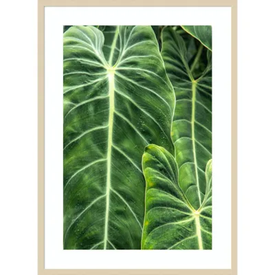 30x41 Close up of elephant ear plant by Mallorie Ostrowitz Danita Delimont - Amanti Art: Fir Wood Frame, Botanical Lithograph