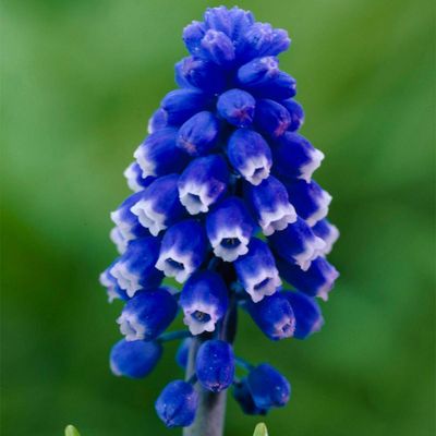 25ct Muscari Dark Eyes Blue Bulbs - Van Zyverden