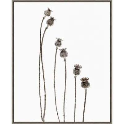 23 x 28 Last Years Flowering Poppies by Lotte Gronkjar: Monochrome Art Print - Amanti Art