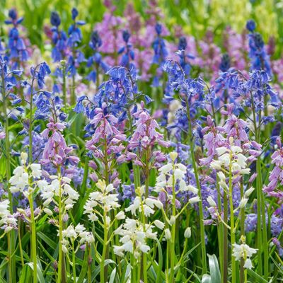 25ct Spanish Blue Bells Mixed Colors Bulbs - Van Zyverden