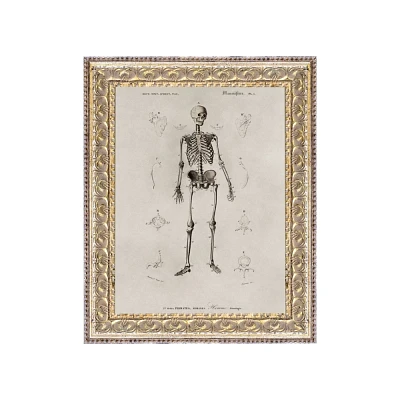 Petal Lane 8x10 Skeleton Anatomy Wall Art