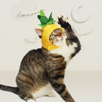 Halloween Pineapple Cat Costume - Hyde & EEK! Boutique