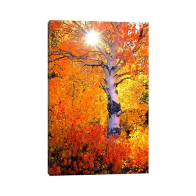 Colorful Aspen Tree in Autumn Sierra Nevada California USA by Christopher Talbot Frank Unframed Wall Canvas