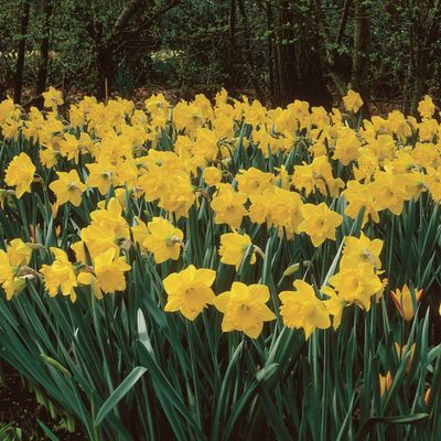 Van Zyverden Set of 25 Daffodils Bulbs Classic Improved King Alfred