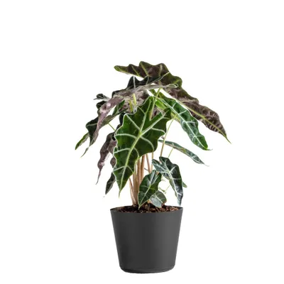 Live Alocasia Polly Elephant Ear Plant in 6 Standard Black Planter